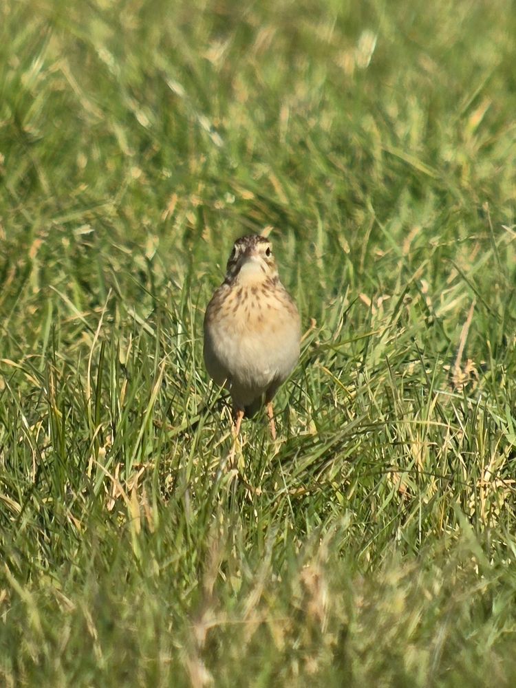 Richard's Pipit 