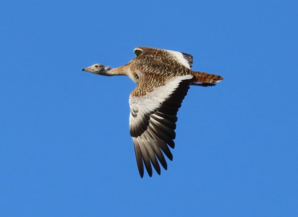 Great Bustard 