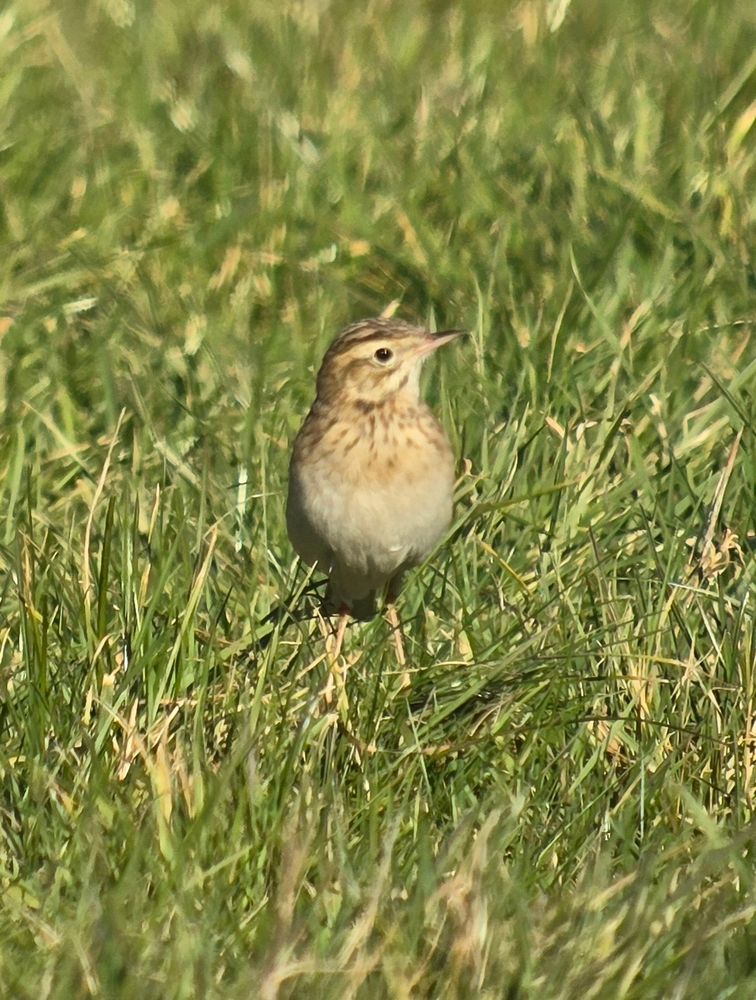 Richard's Pipit 