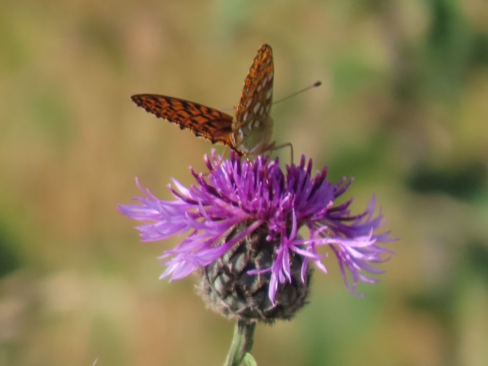 Dark-green Fritillary