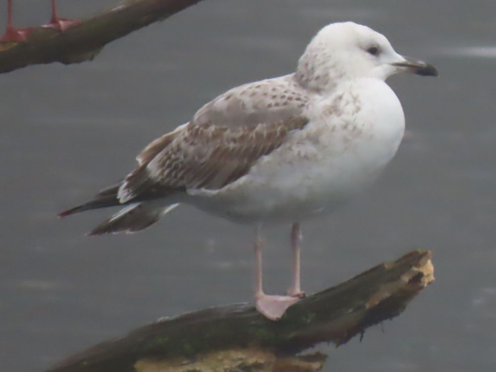 Caspian Gull 
