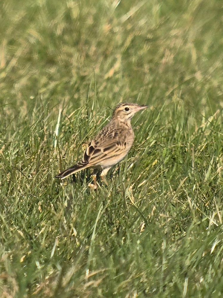 Richard's Pipit 