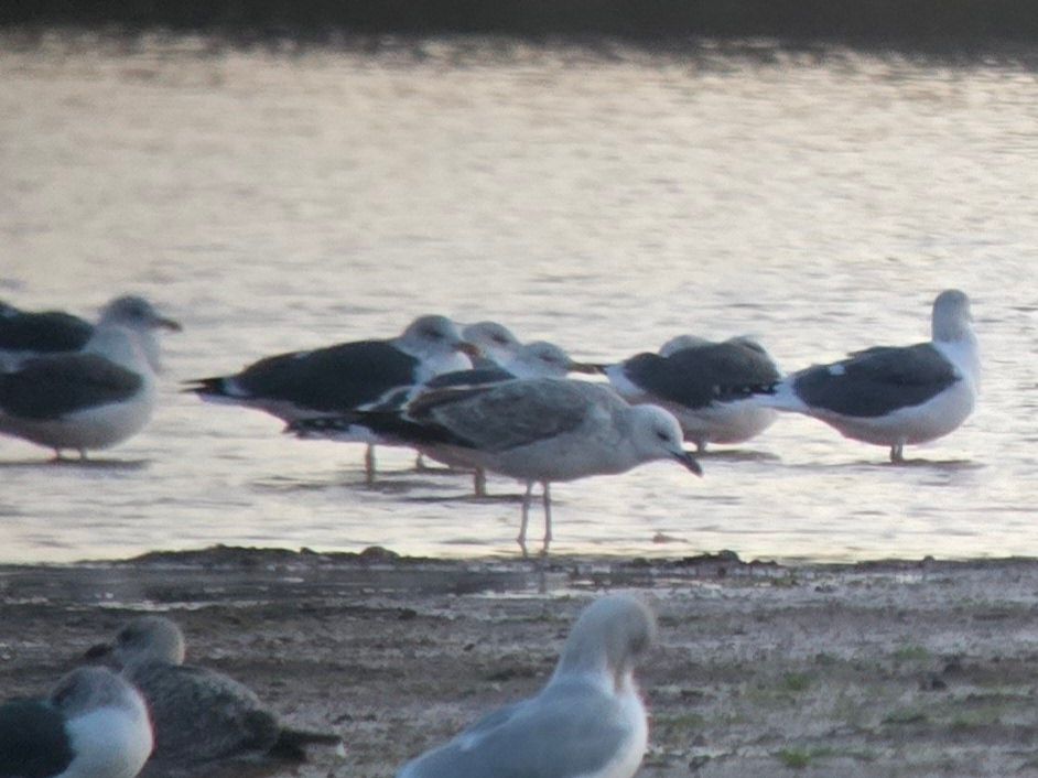 1w Caspian Gull 