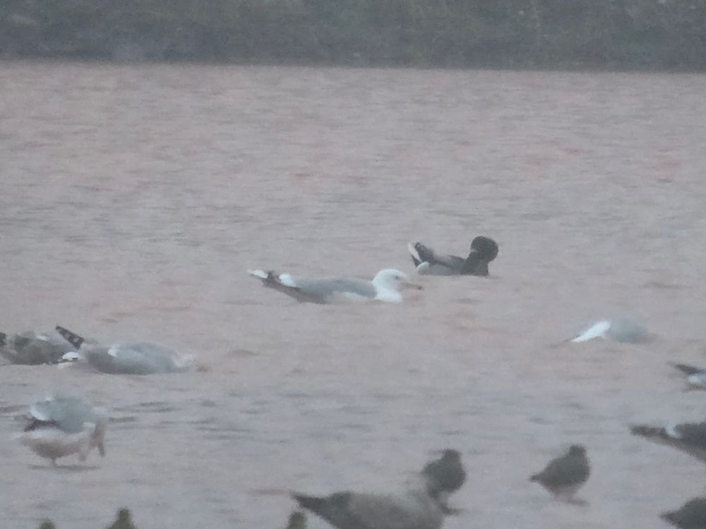 Adult Caspian Gull 