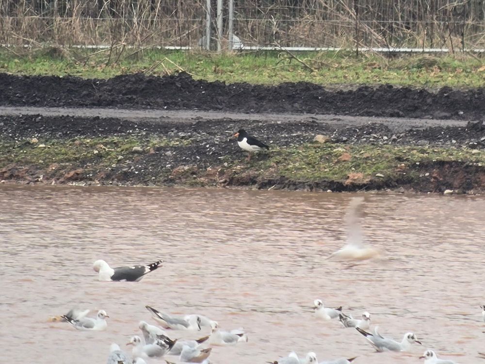 Oystercatcher 