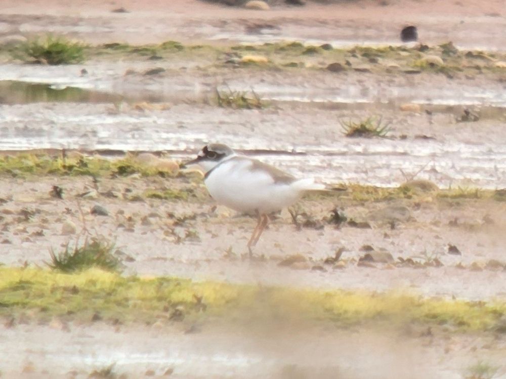 Little Ringed Plover 