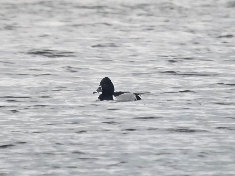 Drake Ring-necked Duck 
