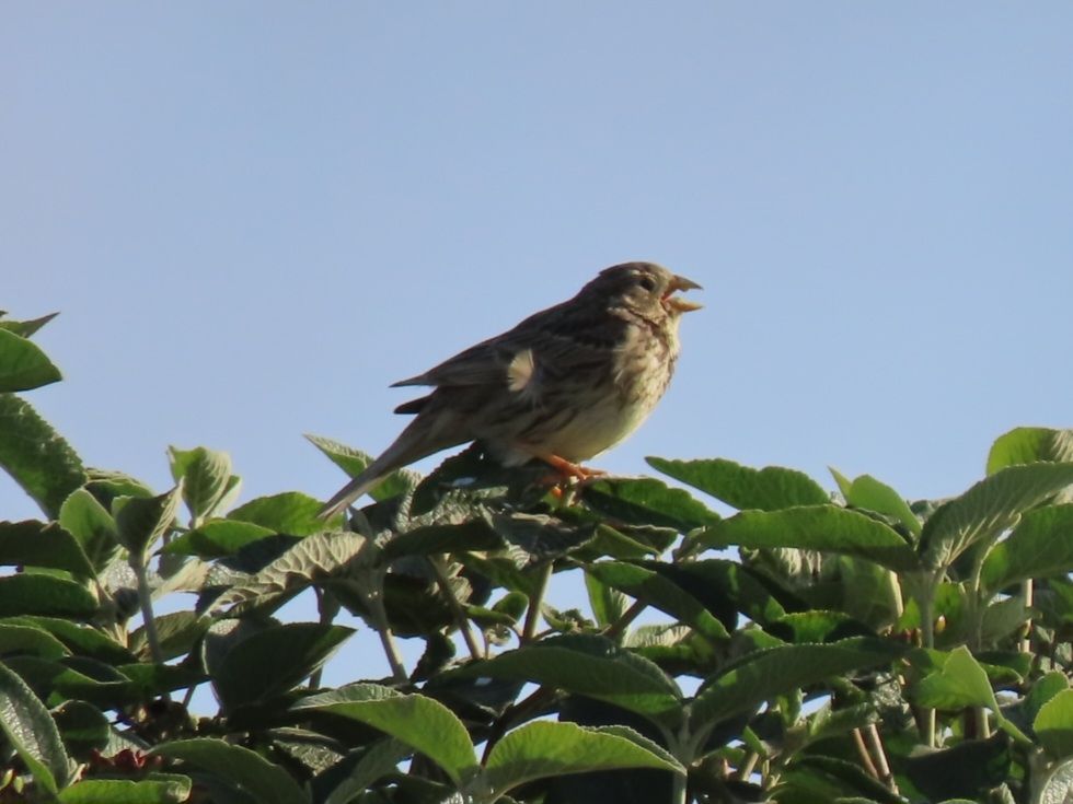 Corn Bunting 