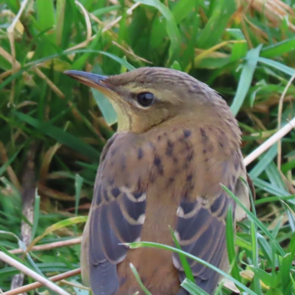 Pallas's Grasshopper Warbler 