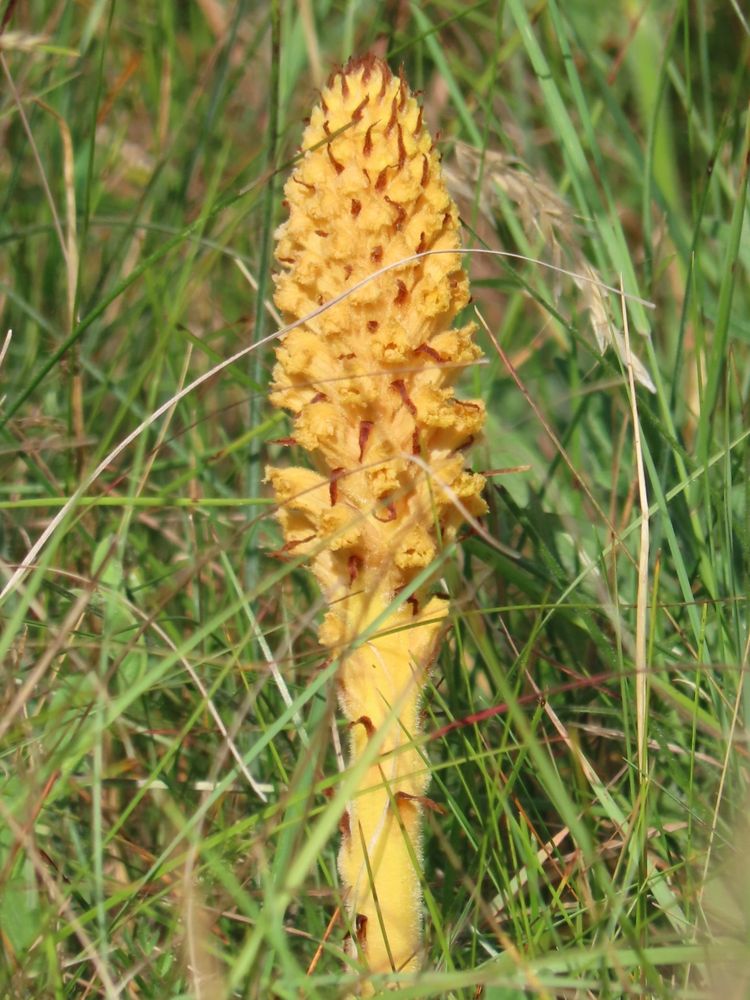 Knapweed Broomrape 