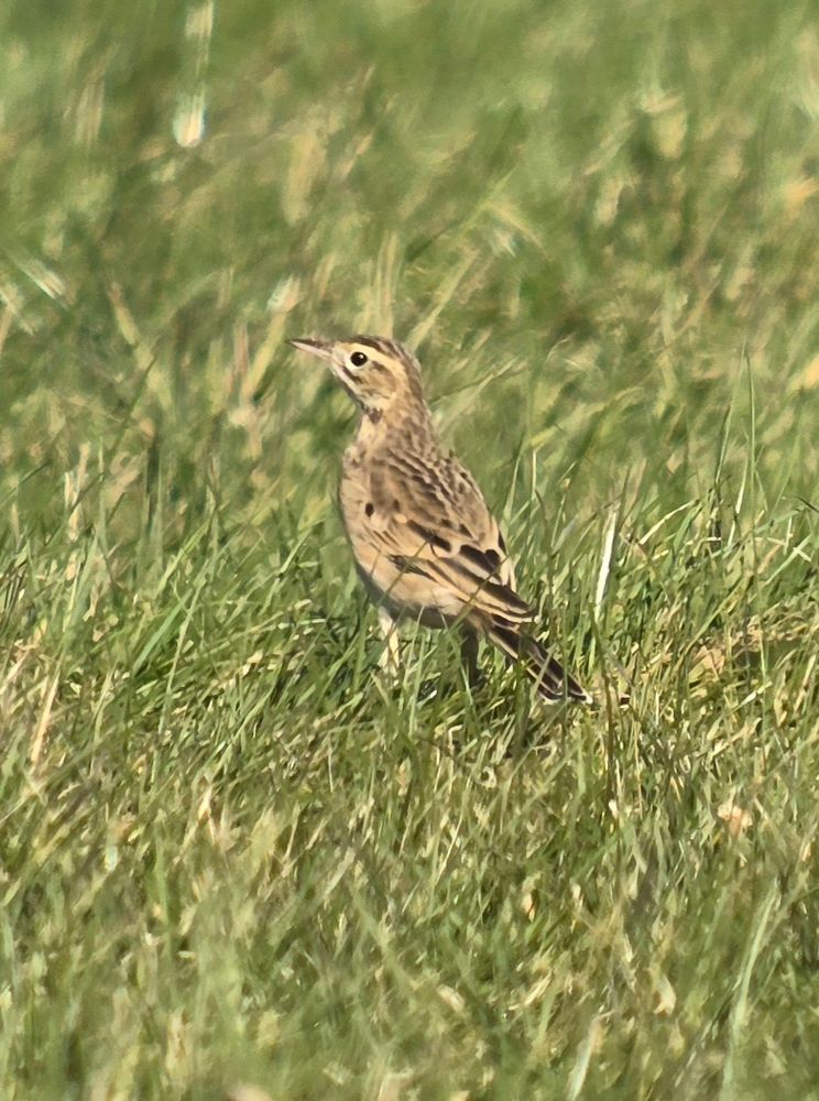 Richard's Pipit 