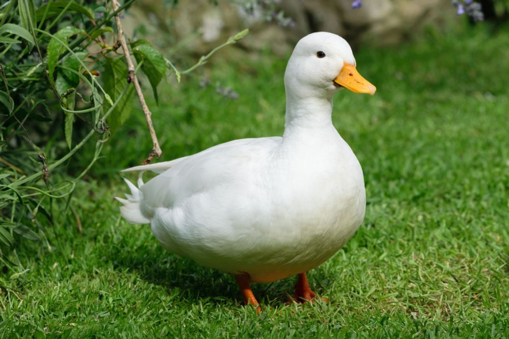 A white duck standing on grass. Adorably round