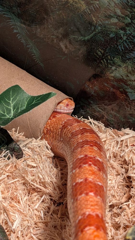 An orange corn snake's tail sticks out of a paper towel tube in his enclosure. Smooshed in with him is his snout. He appears to be stuck, but he is not... But closer