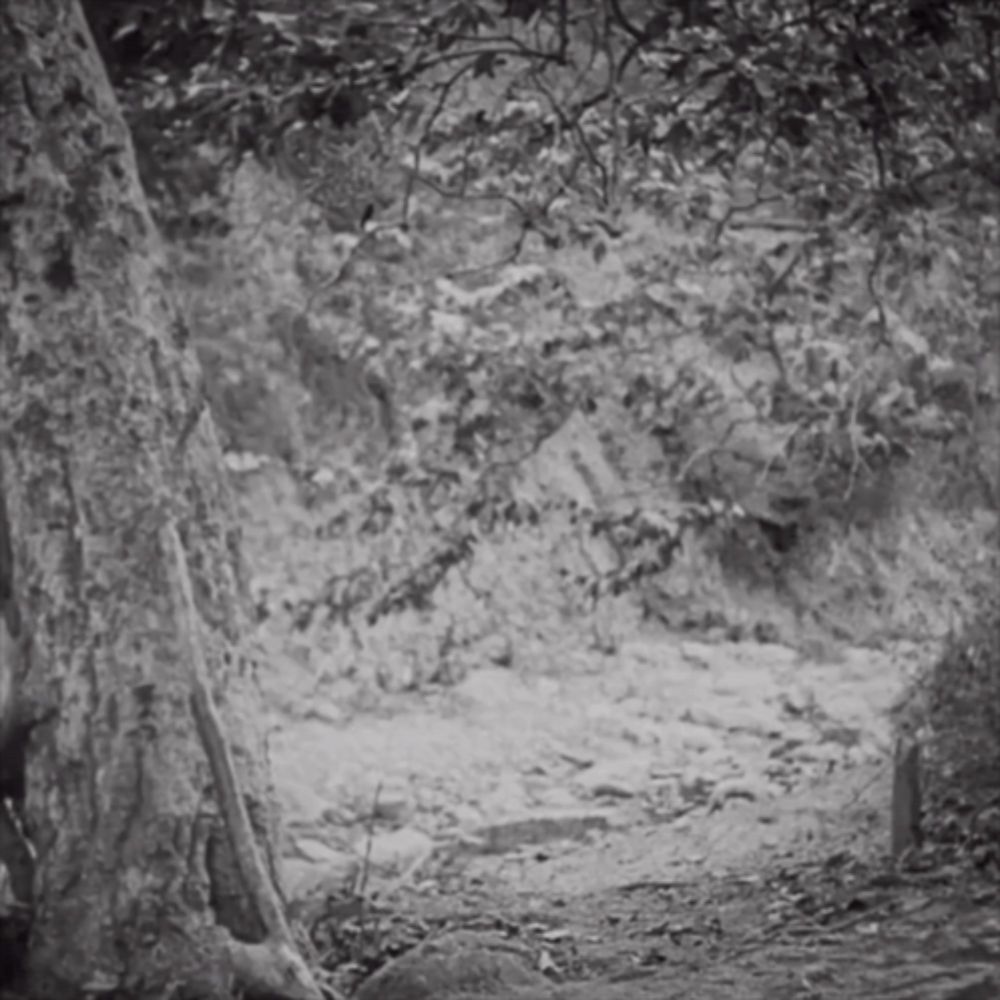 a black and white photo of a tree in a forest