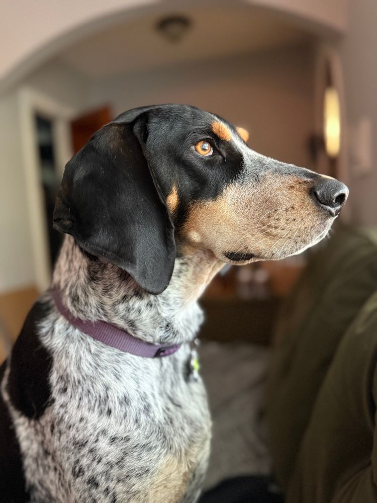 Bluetick coonhound with a purple collar and floppy black ears sitting on a couch staring out the window 