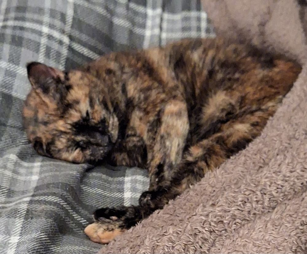 A sleeping tortie cat who shat in the bath after breakfast.
