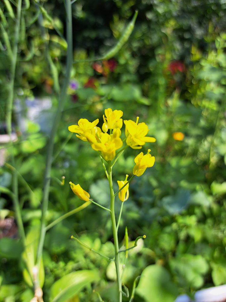 A small bunch of yellow flowers from bolted bok choy plant.