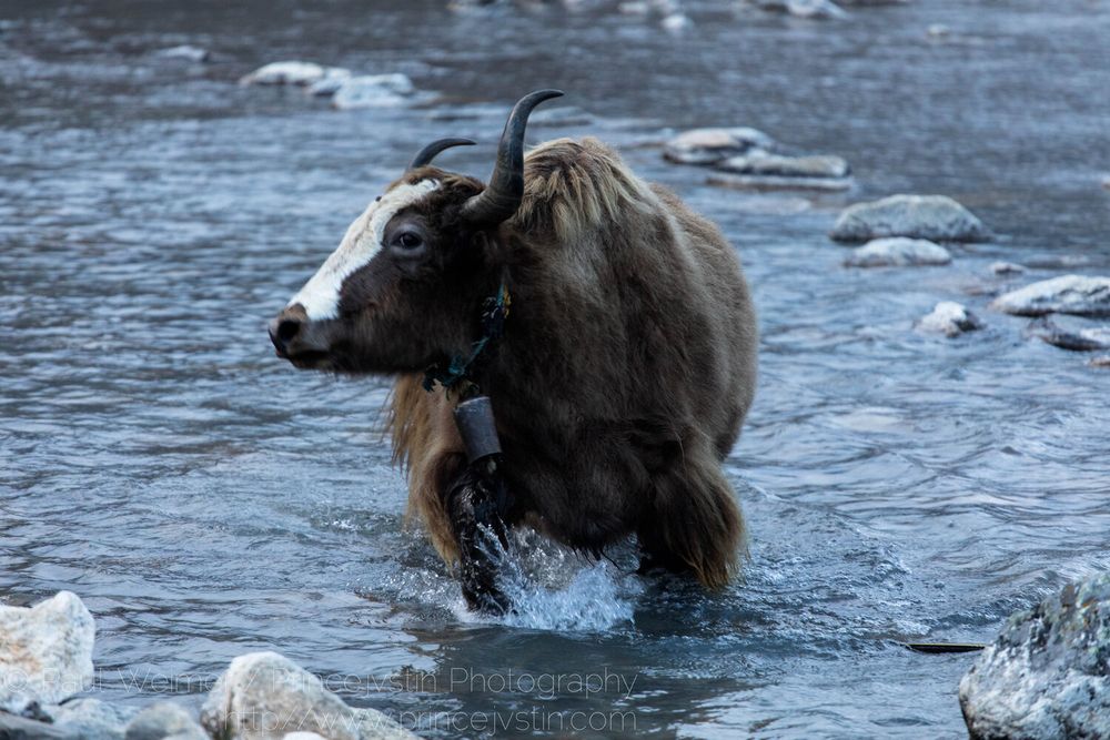 Dzo in a stream, fording it. 
