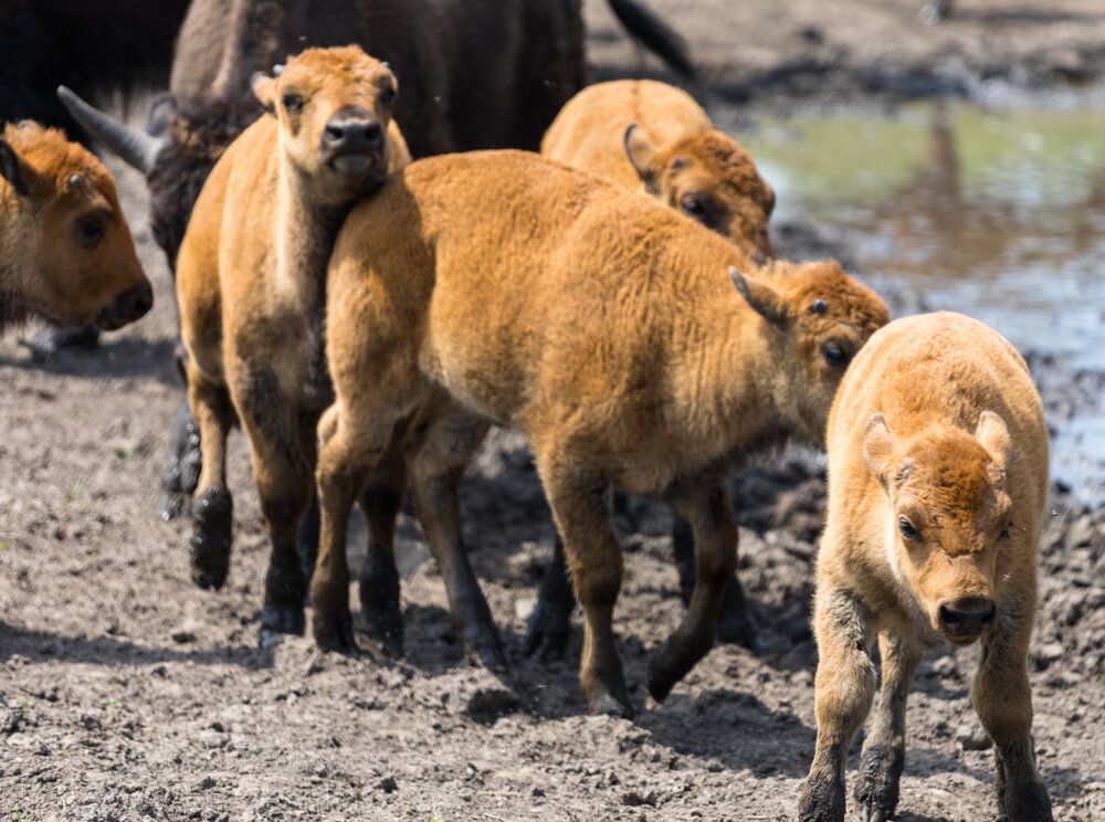 Some baby Bison. 