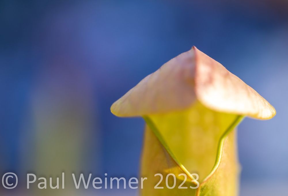 Random Pitcher plant shot