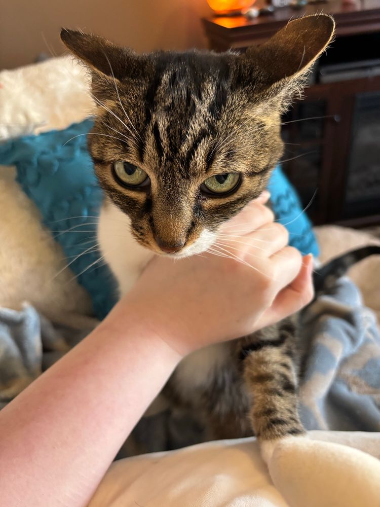 a very annoyed brown tabby cat, trying to sit on my lap and squishmallow, but is being held away so i can get comfy. heavy airplane ears and a judgemental stare. 