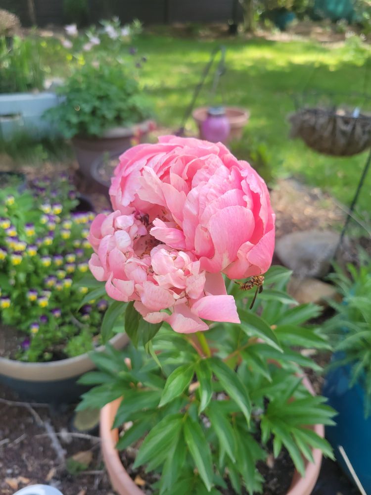 The same pink/salmon peony but now blossomed almost the size of my palm.