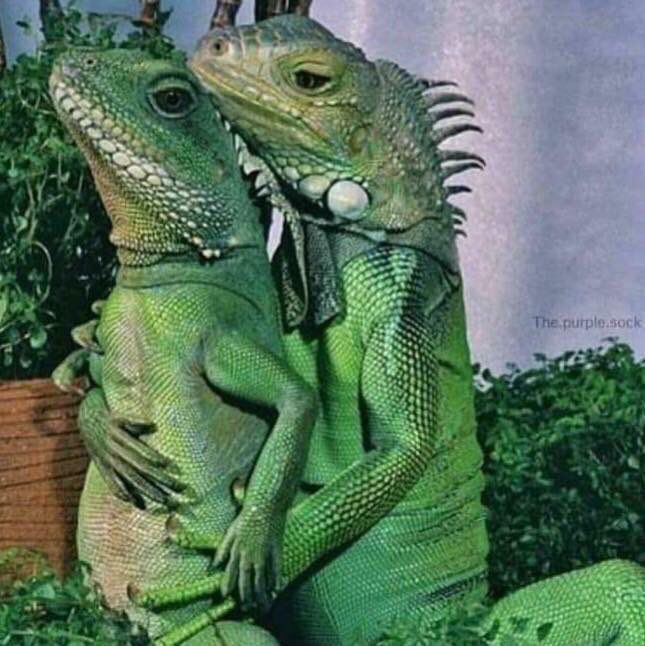 foto de dois lagartos em pé um abraçadinho no outro e os dois olhando na mesma direção