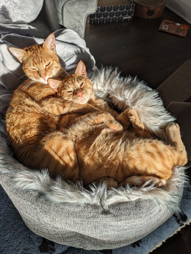Two sleepy orange cats spooning in a bed that is too small for either.