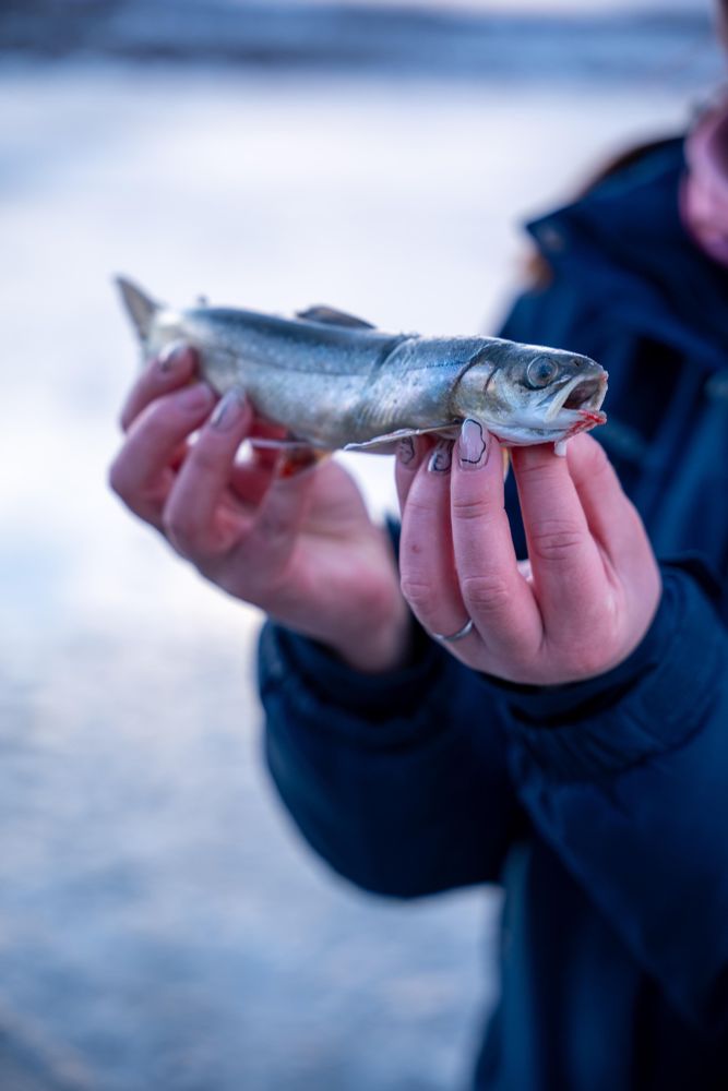 A fish. An arctic char, in fact. 