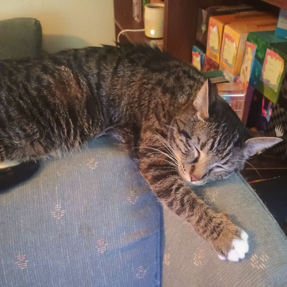 A large cat named Pepperoni sleeping while gripping a chair. 