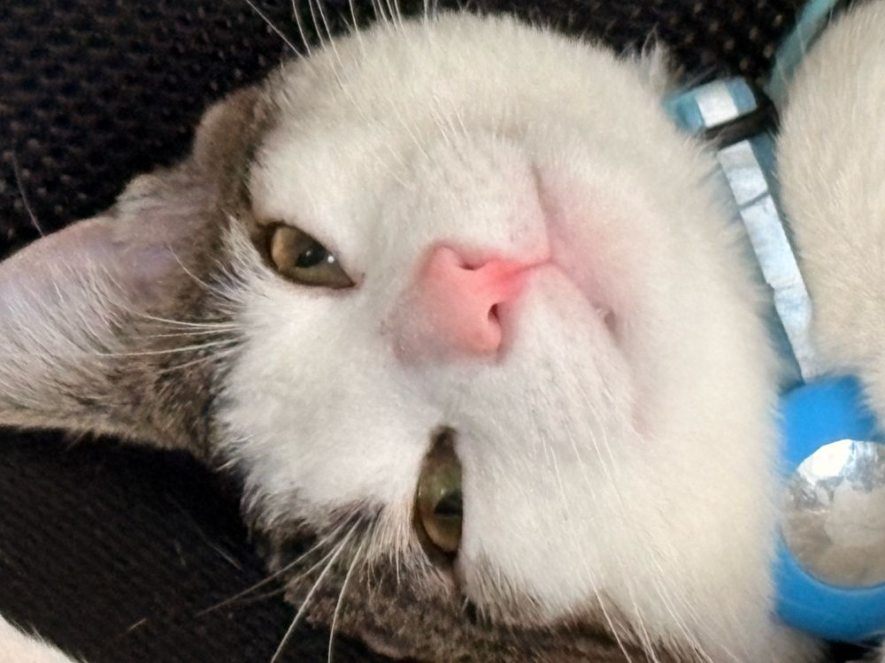 Image of an upside down white cat with a tabby pattern, pink nose, blue collar, with a cute lil smirk and squinted eyes