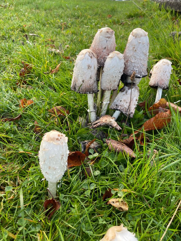 A mystery mushroom in Victoria, BC