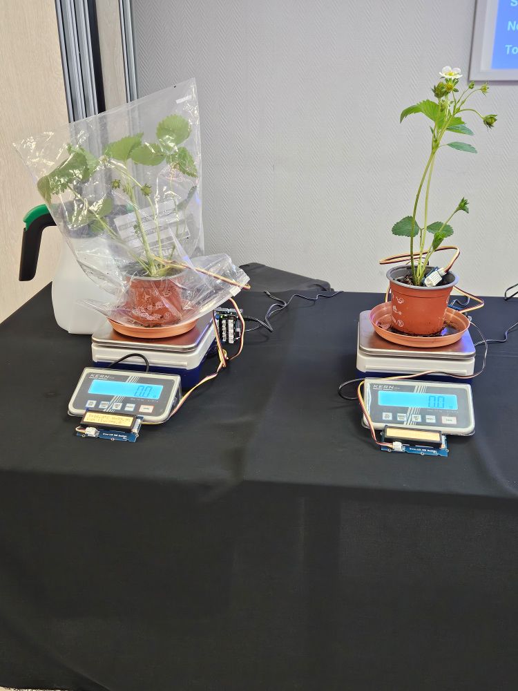 Deux plants de fraises sur des balances. L'un des plants est embalés dans un sac transparent pour une expérience.