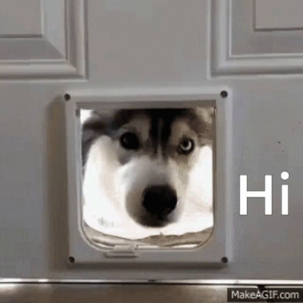 a husky dog looking through a cat door that says hi on the bottom