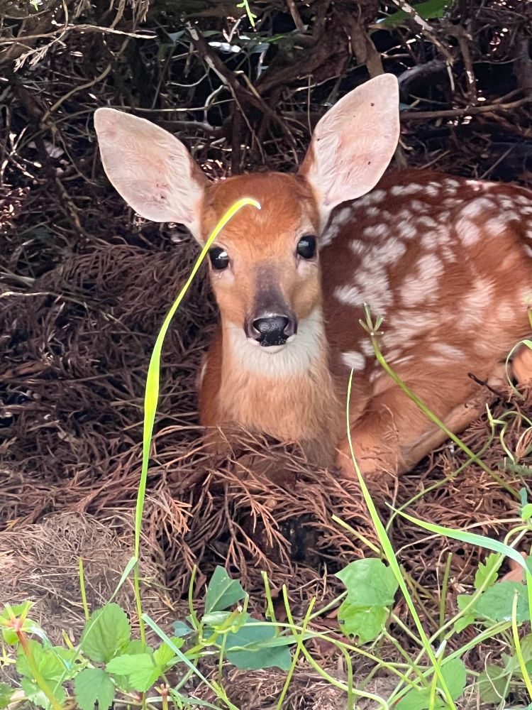 Baby fawn in a blackberry patch