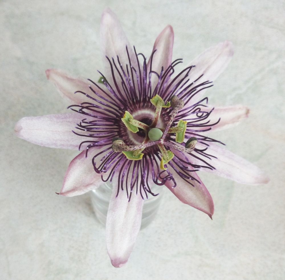 Passion flower