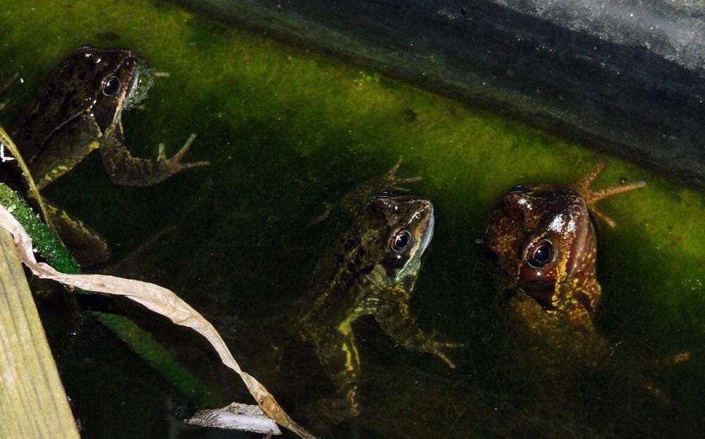 Three frogs are floating at the edge of the pond, hanging onto the blanket weed along the edge. Their heads are above the water, but their bodies and front legs are visible under the surface. On the right is an adult Rana temporaria with reddish skin and yellow spots. In the centre is a juvenile with darker brown mottled skin. At the top left is another juvenile with darker skin on its head. A wooden beam, some dried leaves, and a green rope cross the bottom left corner of the image.