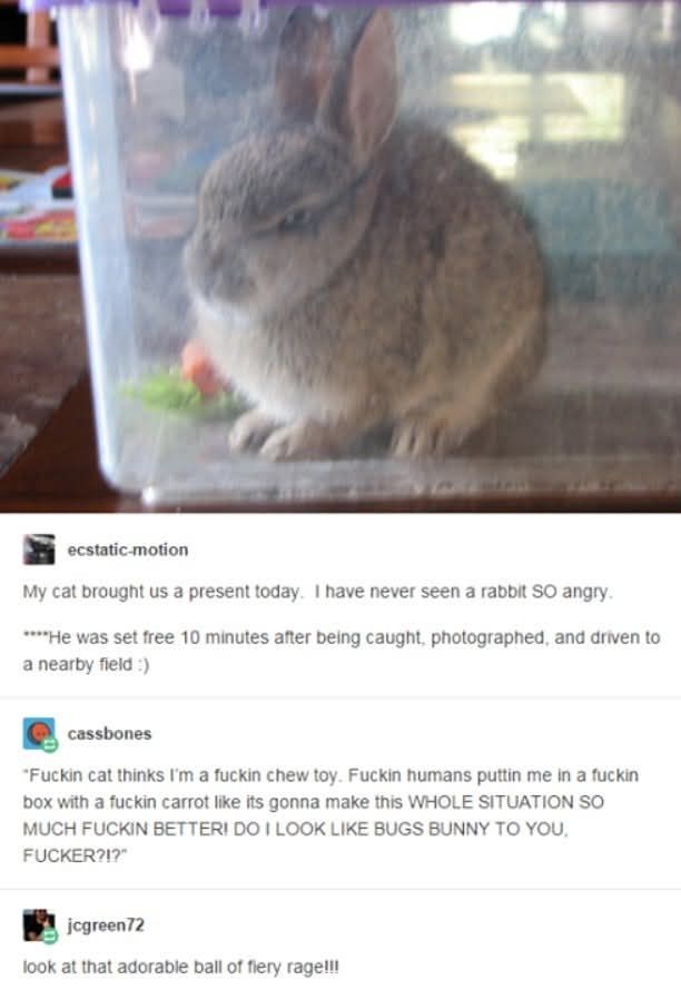 Screenshot of a Tumblr (?) post. There is a picture of a very angry-looking rabbit in plastic box 