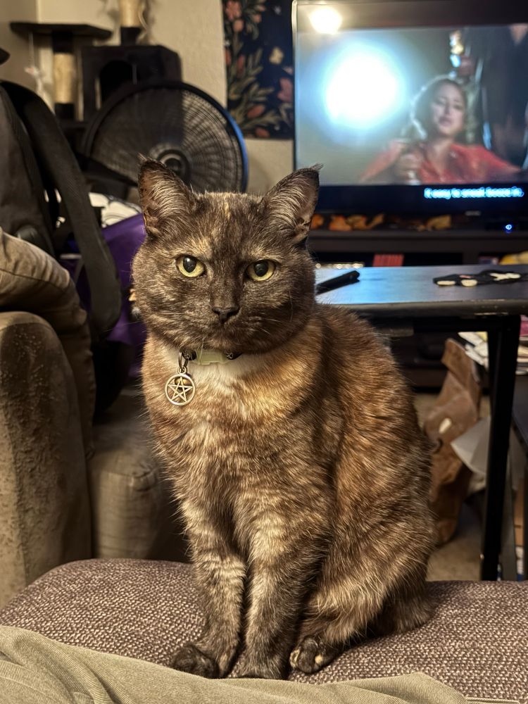 Cat stares with catitude. 