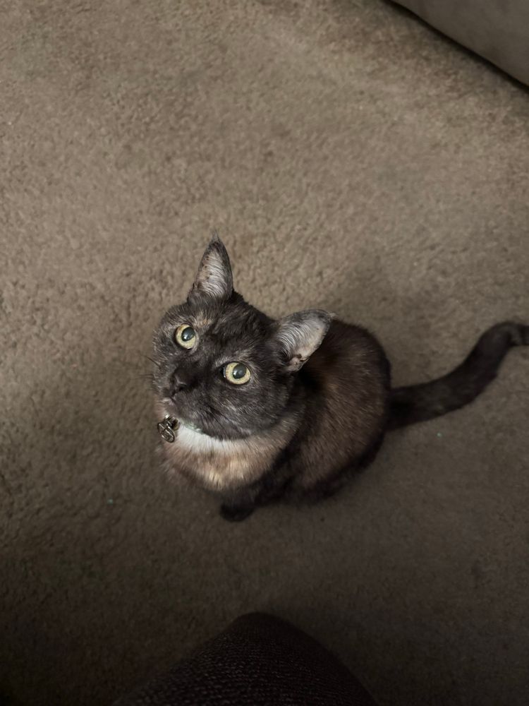 A cat sits and waits for attention. 