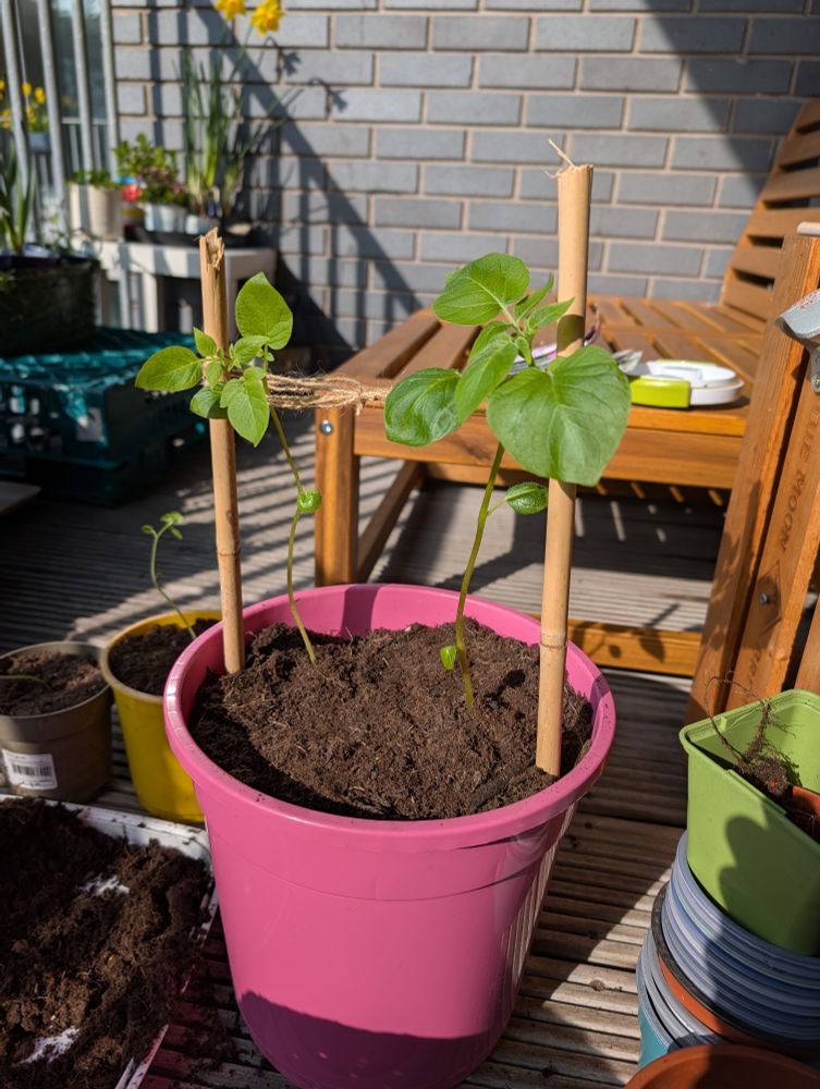 Two tomato plants stalks in a large pink pot