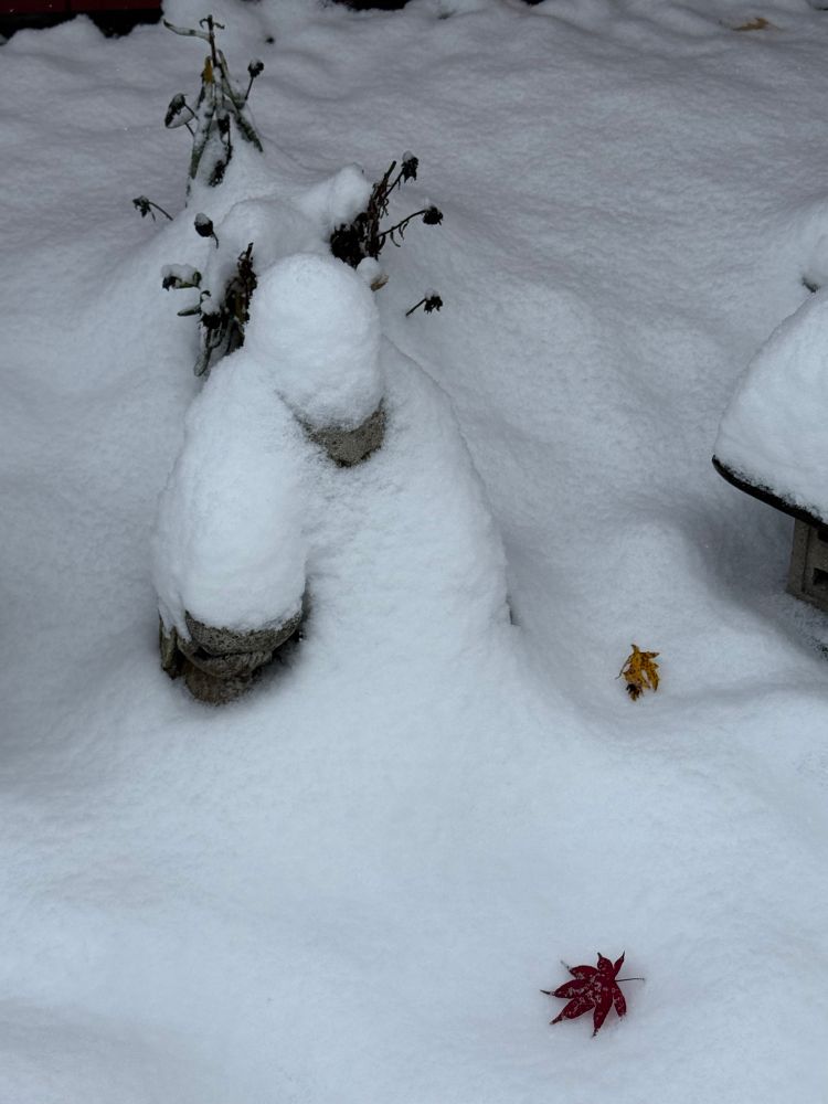 The Buddha statue in my front garden which is covered with snow. The Japanese Maple has started to lose its red leaves.