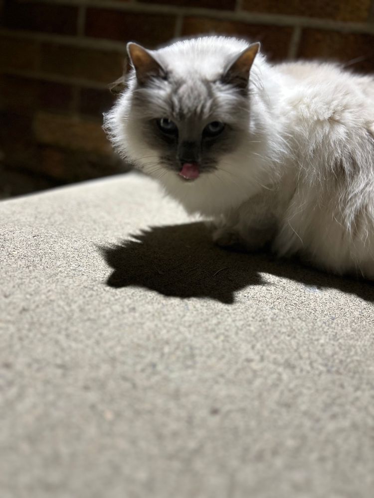 Agatha, a 6 year old American Ragdoll cat who has her tongue out in the direction of the dog next door. 