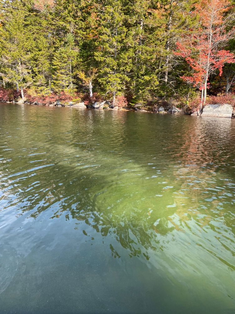 The other side of the pond where the scattered ashes glowed before disbursing.