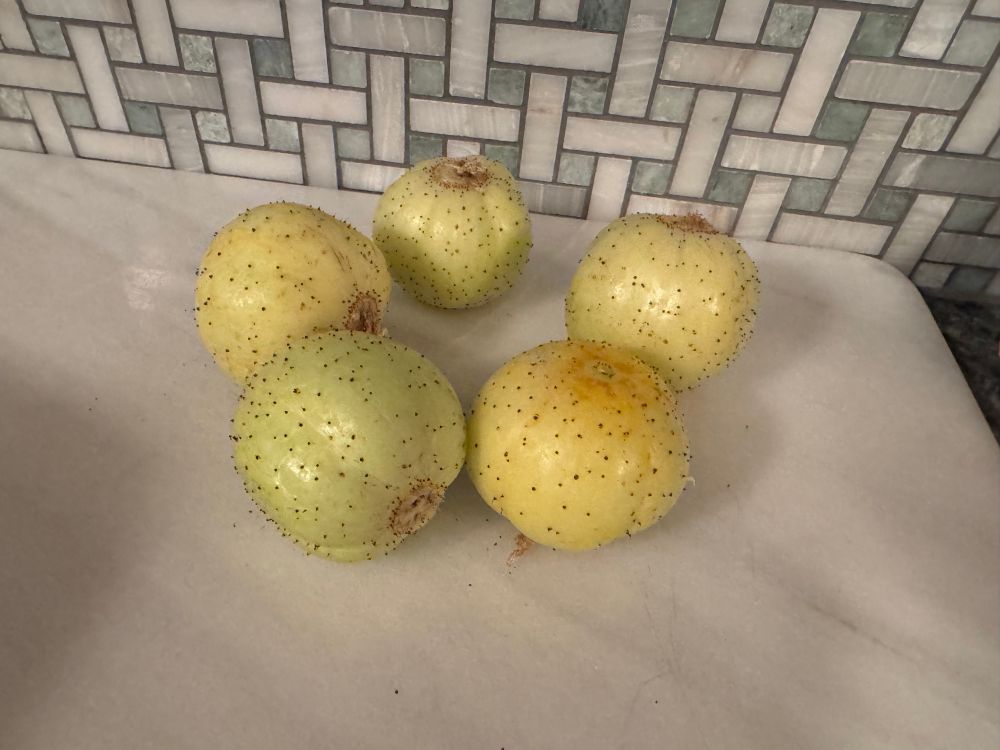 Five round and slightly prickly yellow green Lemon Cucumbers. You eat them like apples!