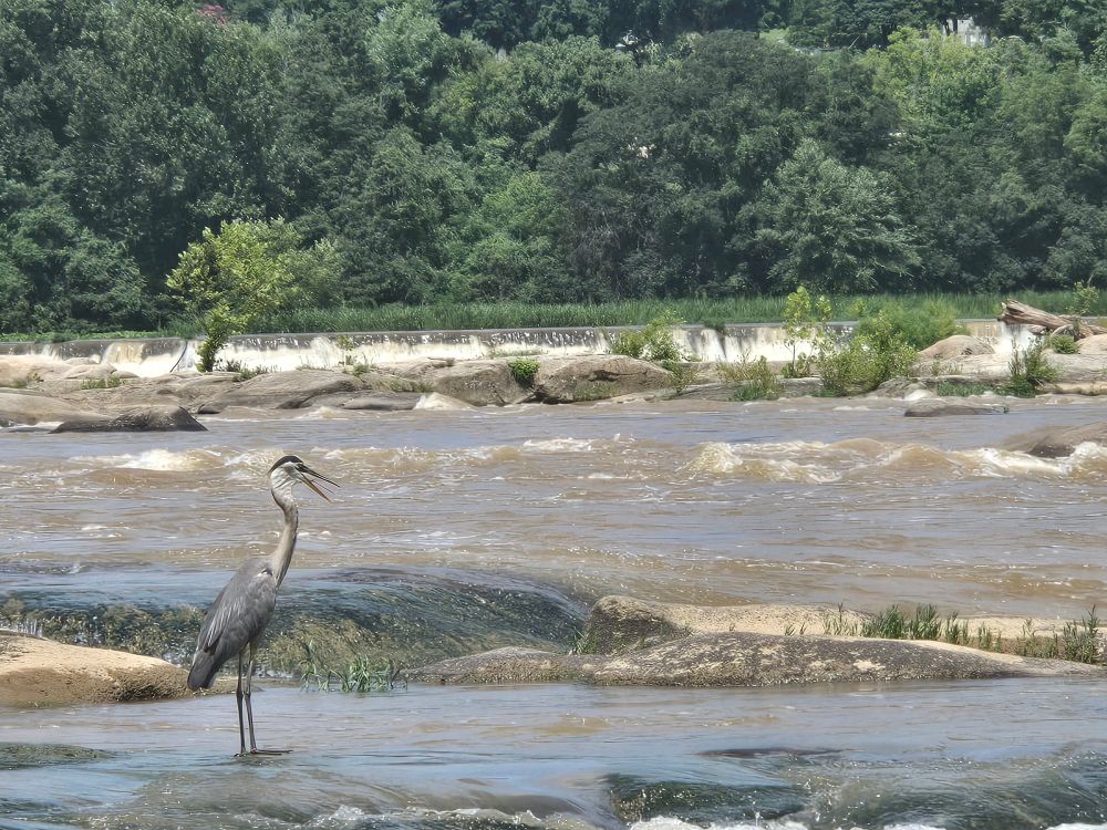 Heron on the James River