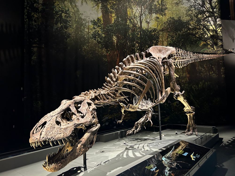 Trixie de T-REx uit Naturalis