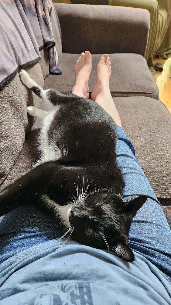 A tuxedo cat stretched along the legs of his owner,  snoozing contentedly