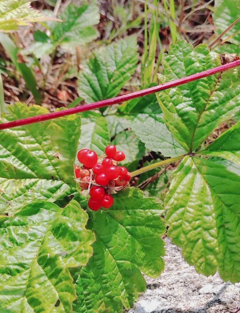 Ripe, red stone brambles among bright green leaves.