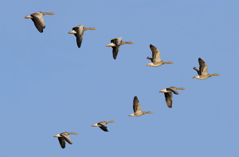 Geese in flight